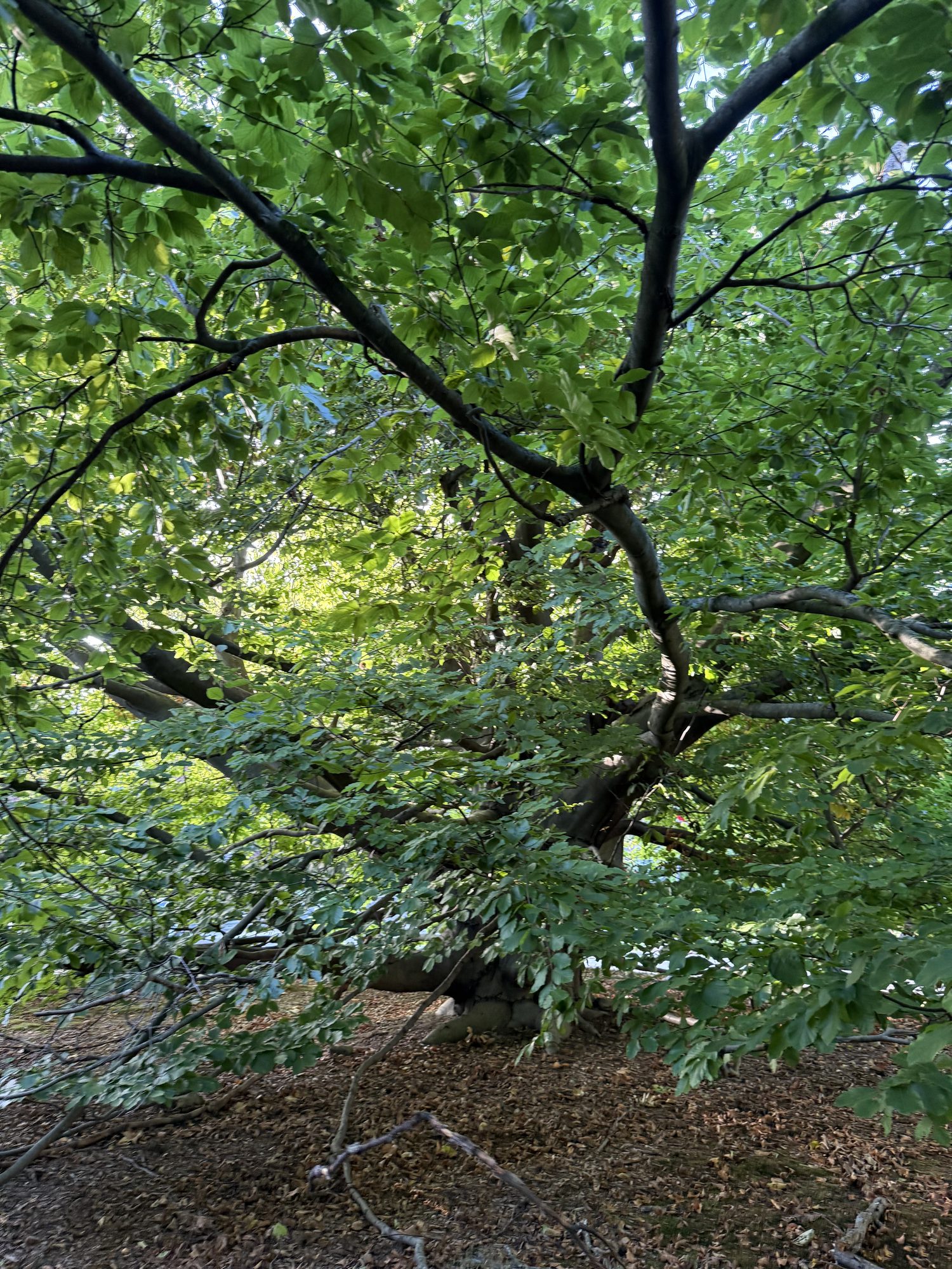 Inventory: Tree 36 IMG_4509
