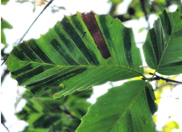 Beech leaf showing banding associated with Beech Leaf Disease