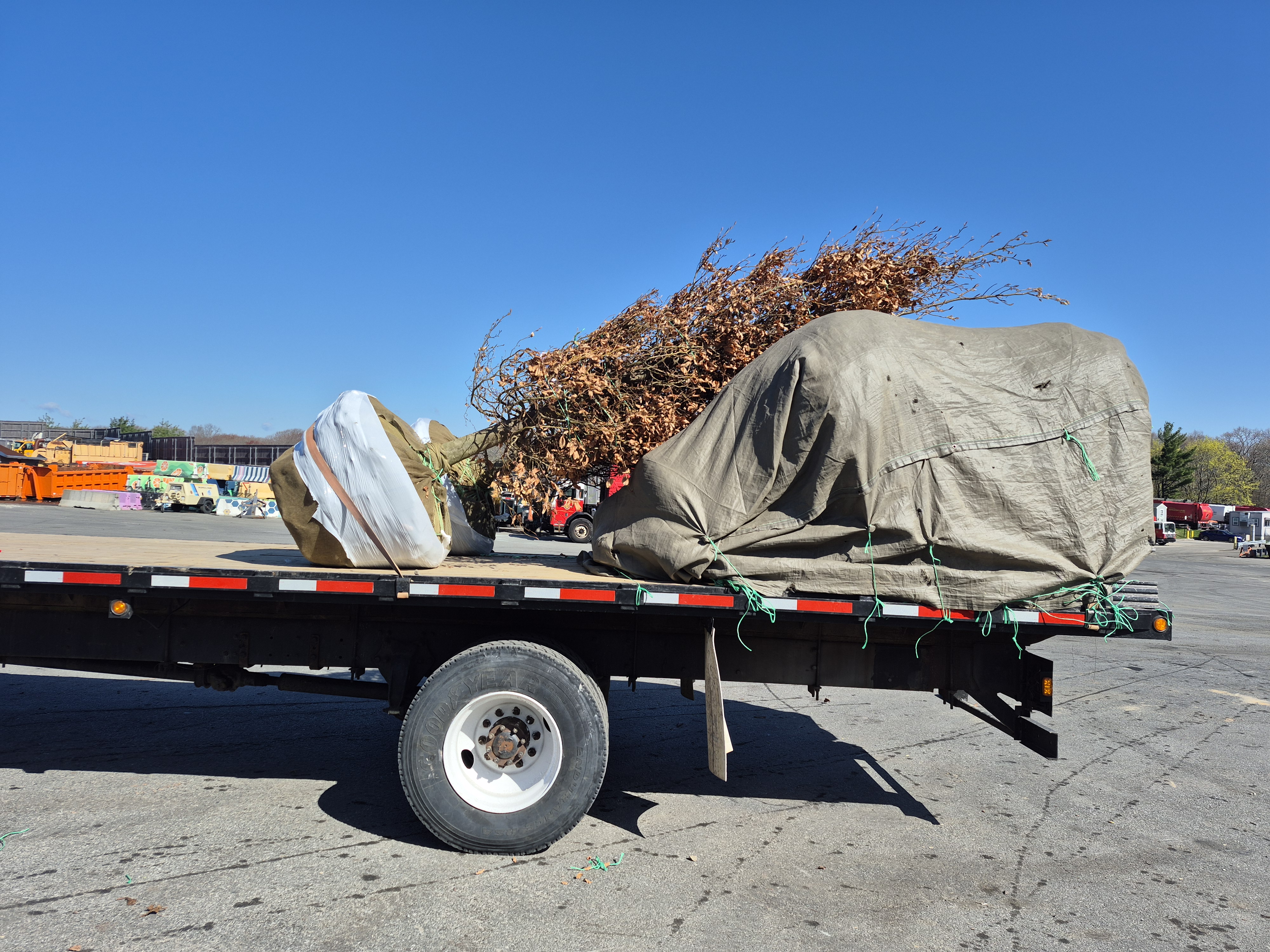 Young trees ready for planting at Longwood Mall